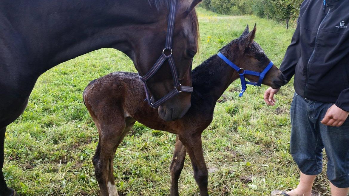 Anden særlig race Magique-Miracle billede 7