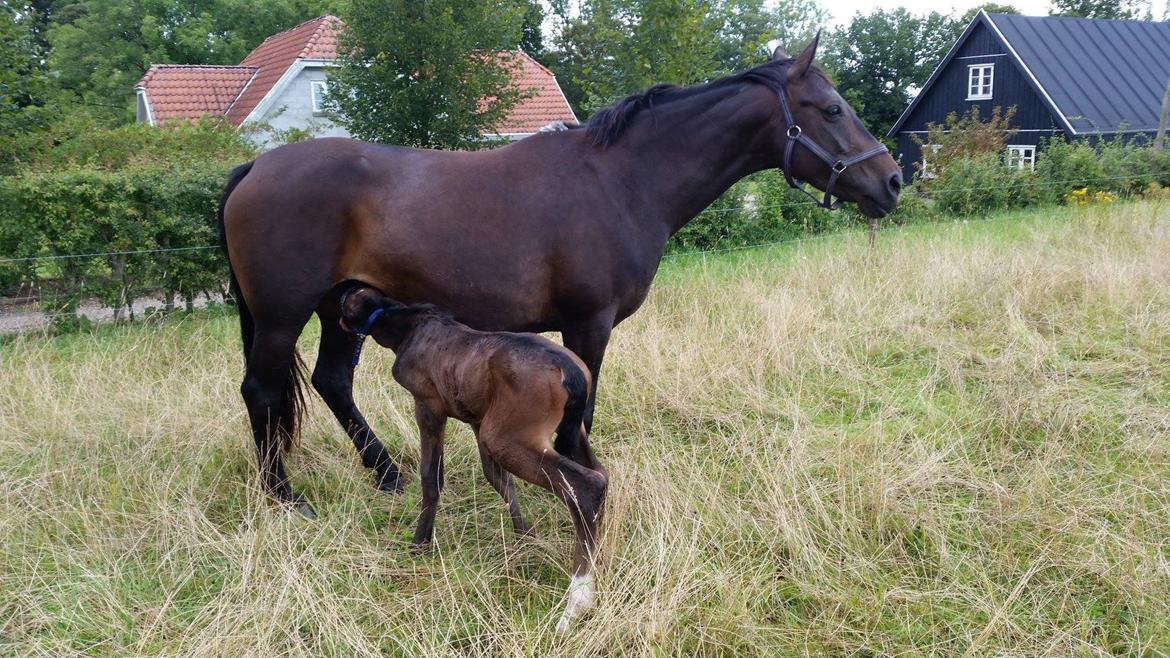 Anden særlig race Magique-Miracle billede 8