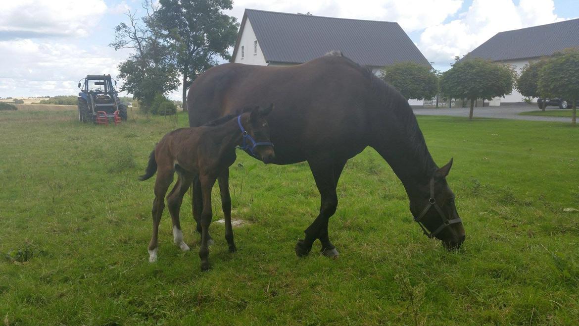 Anden særlig race Magique-Miracle billede 9