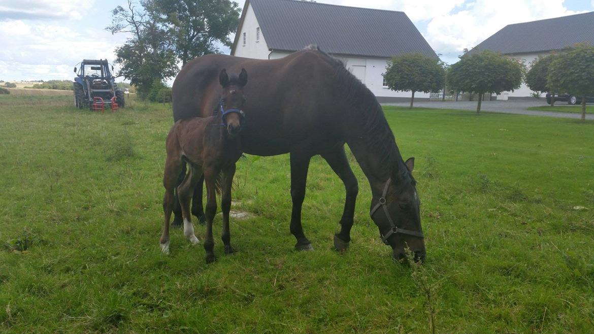 Anden særlig race Magique-Miracle billede 10