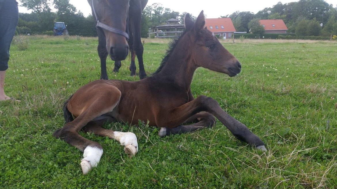Anden særlig race Magique-Miracle billede 11