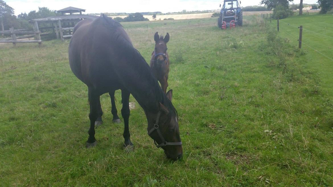 Anden særlig race Magique-Miracle billede 12