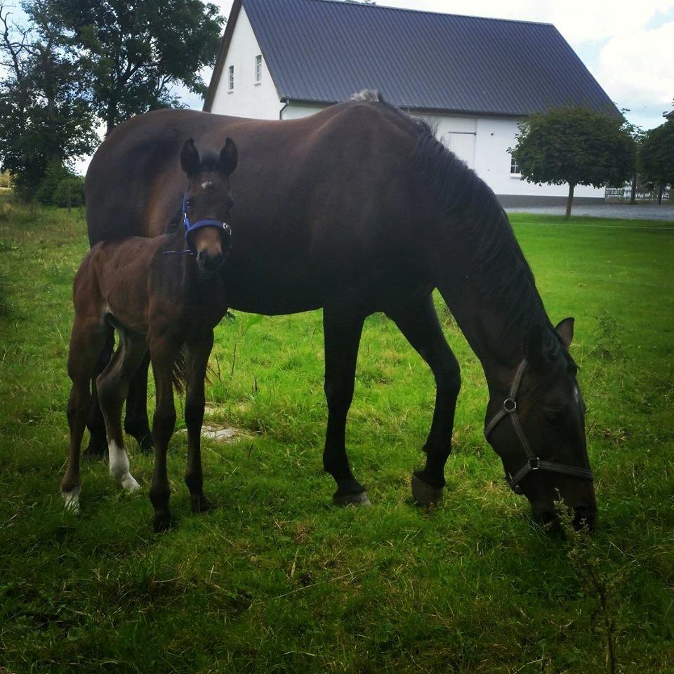 Anden særlig race Magique-Miracle billede 13