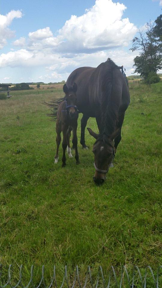 Anden særlig race Magique-Miracle billede 14