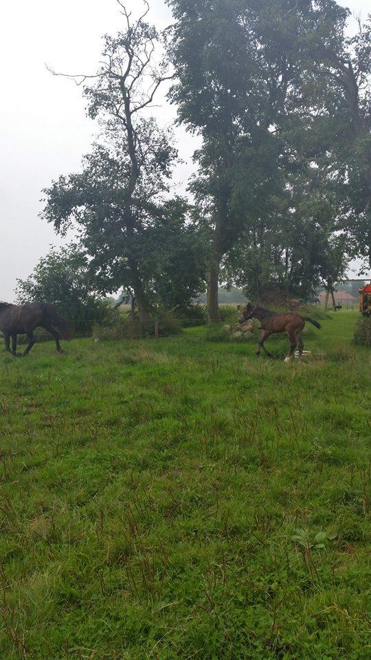 Anden særlig race Magique-Miracle billede 15