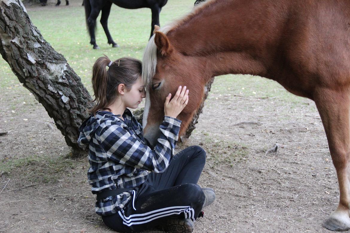 Islænder Elja af skovbogaard (Himmelhest) billede 4