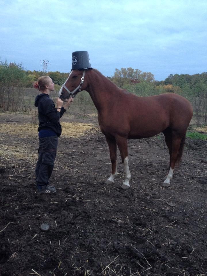 DSP Hedemands Athlet / Leten billede 14