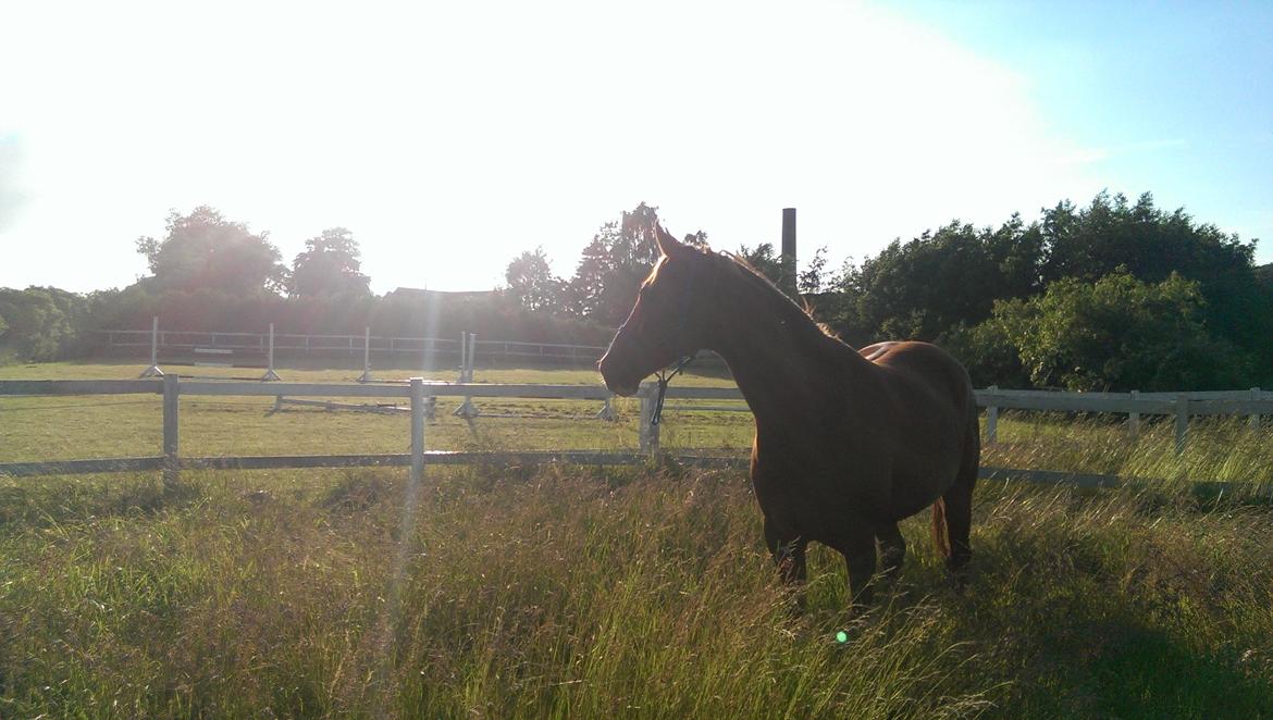 DSP Hedemands Athlet / Leten billede 20