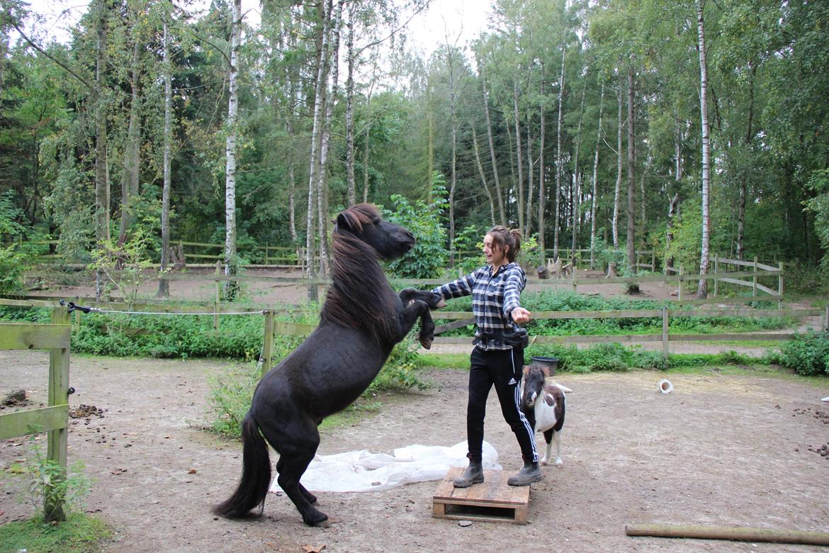 Shetlænder Paw af Ellebrud (himmelhest) billede 4