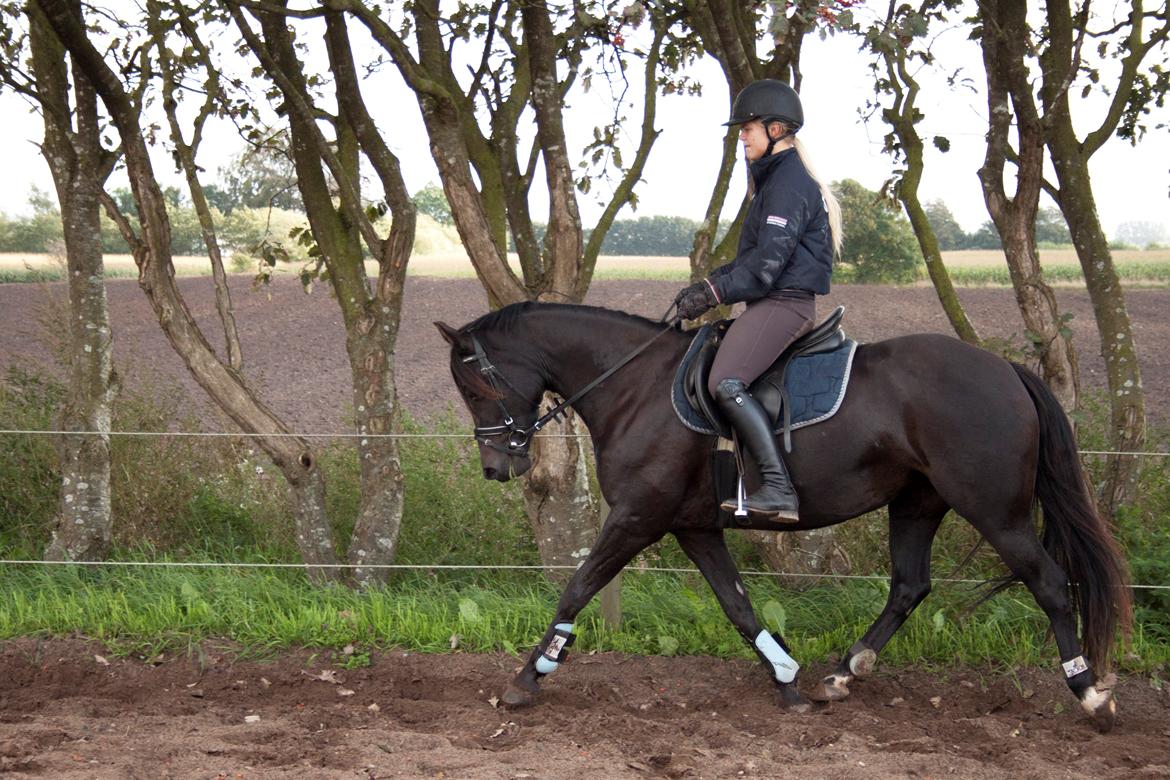 DSP Bakkegaarden's Mrs Magic billede 1