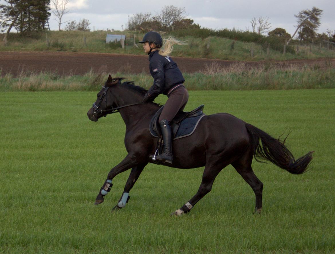 DSP Bakkegaarden's Mrs Magic - Det bedste efter en omgang dressur  billede 17