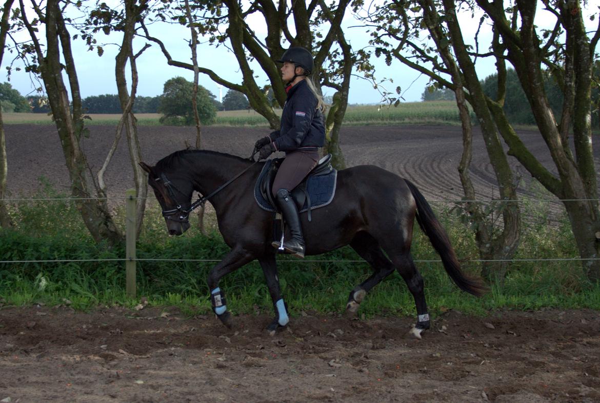 DSP Bakkegaarden's Mrs Magic - Bagbenene fejler sørme ikke noget billede 4