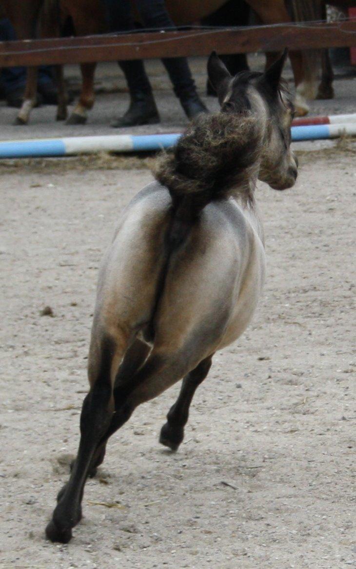 Belgisk Miniature Høgilds INKYS Golden Romance billede 44