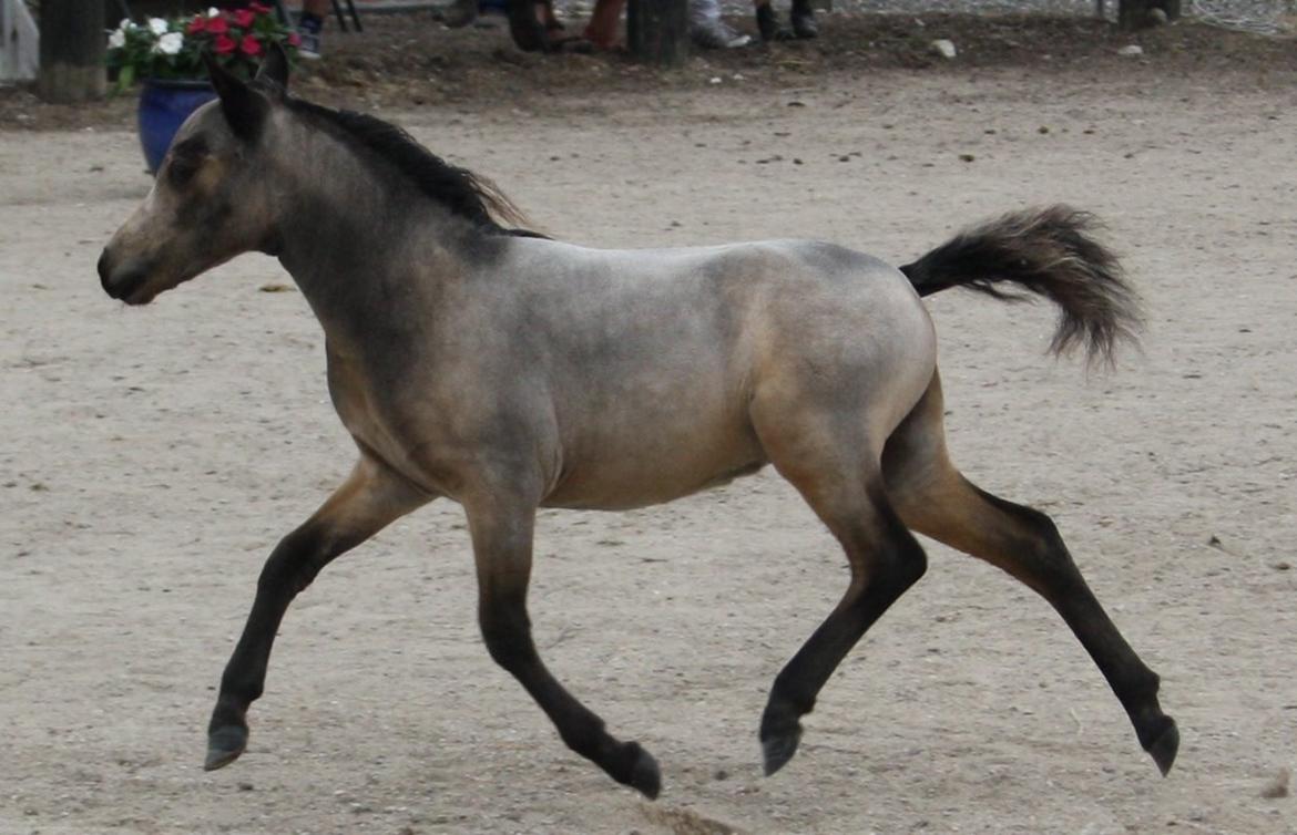 Belgisk Miniature Høgilds INKYS Golden Romance billede 45