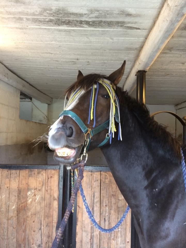 Fuldblod (XX) LOCH TITANS billede 5