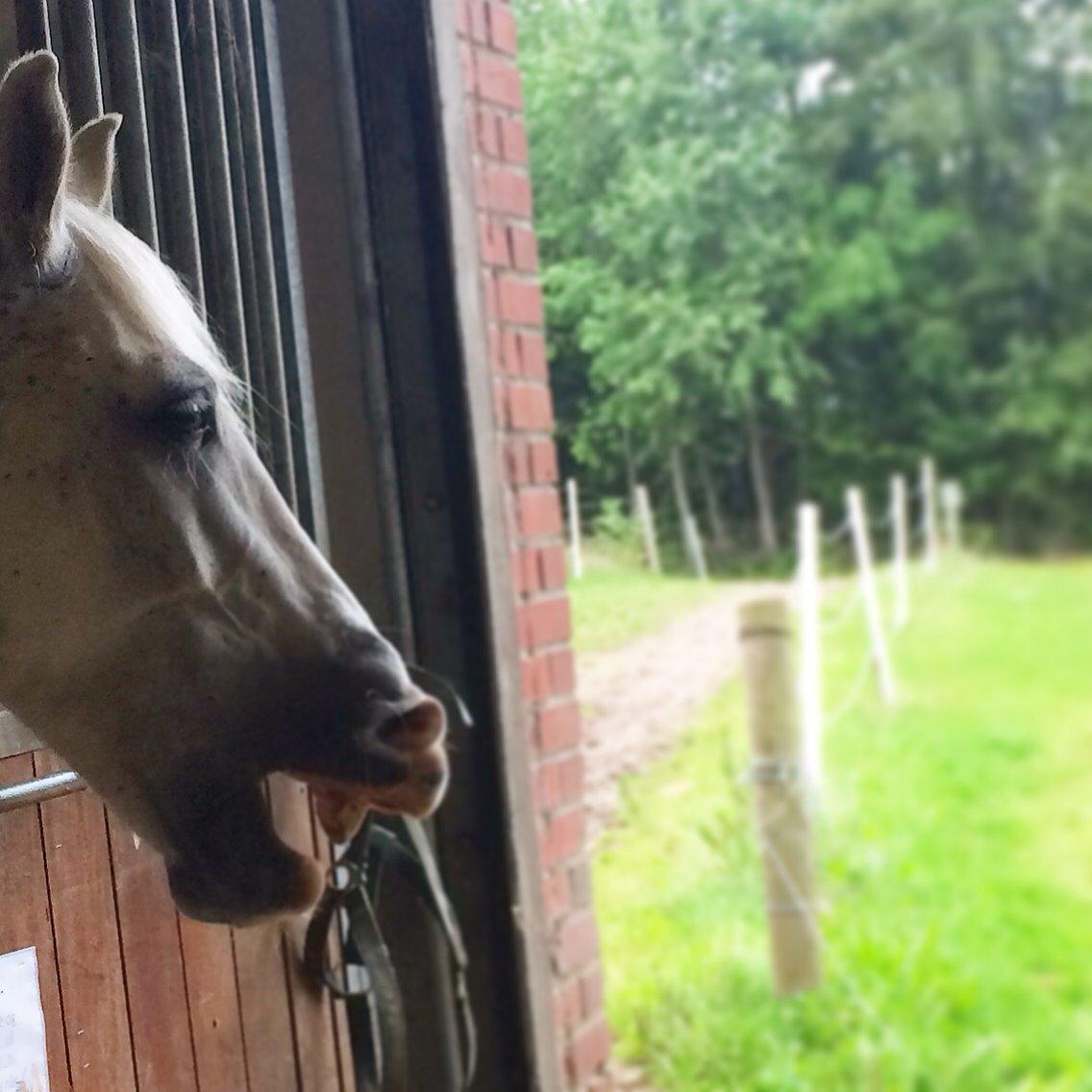 Anden særlig race Silver <3  billede 3