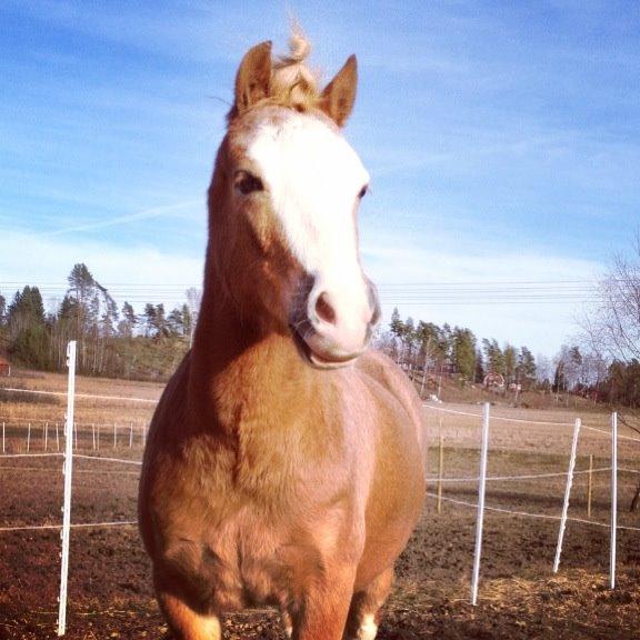 Welsh Pony (sec B) Northen Twilight billede 1