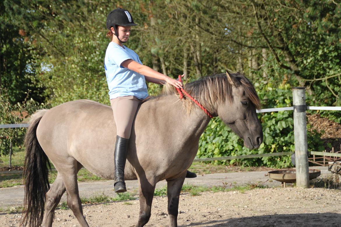 Anden særlig race Skovbjerggaards Astucia billede 15