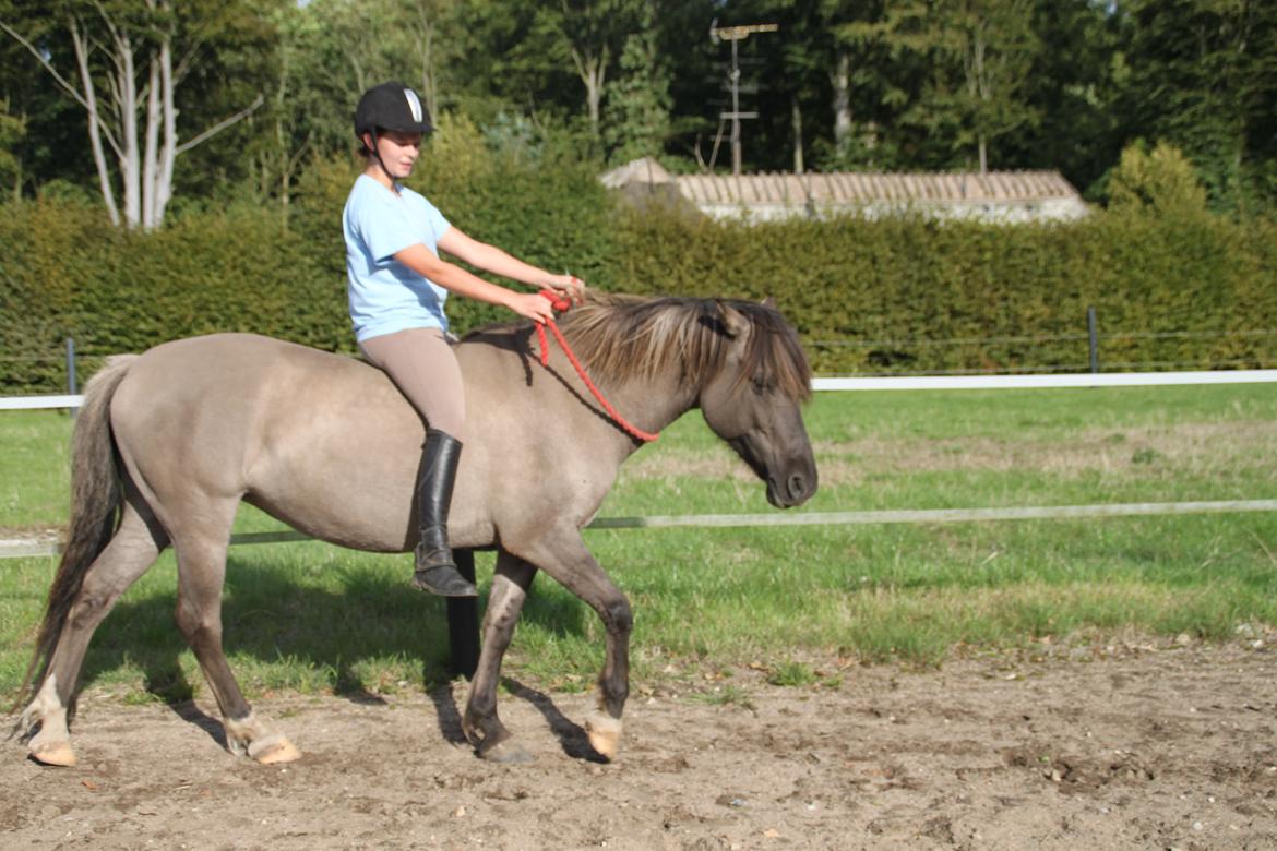 Anden særlig race Skovbjerggaards Astucia billede 17