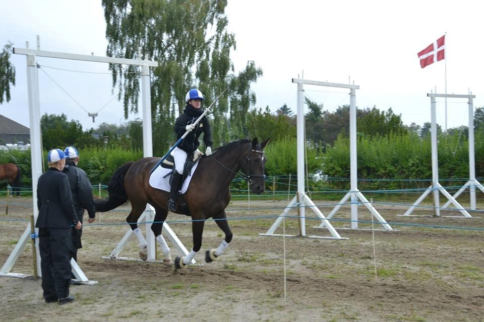 Anden særlig race New princess - Felsted ringridning 30 august 2014 billede 11