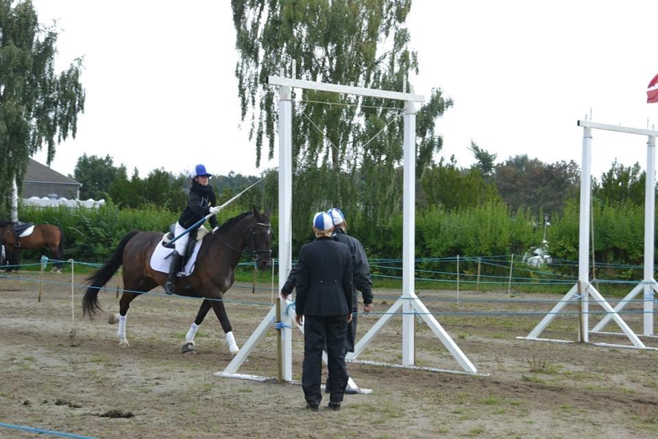 Anden særlig race New princess - Felsted ringringning 30 August 2014 billede 8