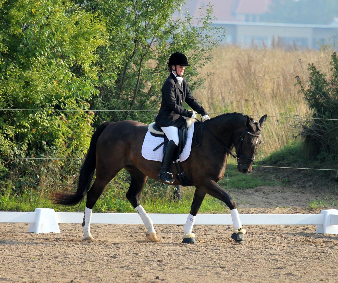 Anden særlig race New princess - Aller første stævne Broager d. 6-9-2014 LC2 billede 2