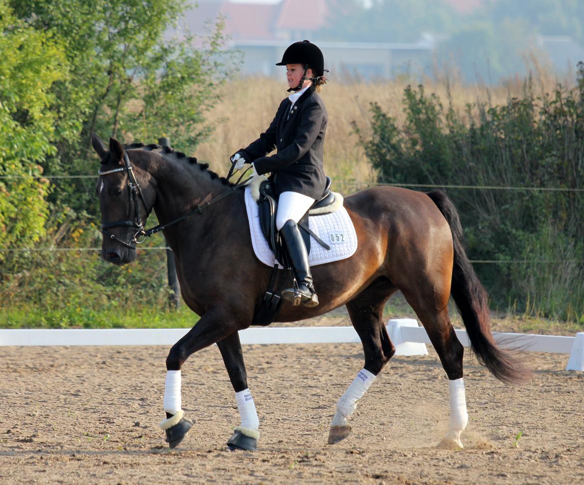 Anden særlig race New princess - Aller første stævne Broager d. 6-9-2014 LC2 billede 3