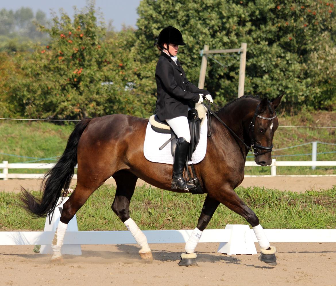 Anden særlig race New princess - Aller første stævne Broager d. 6-9-2014 LC3 billede 1