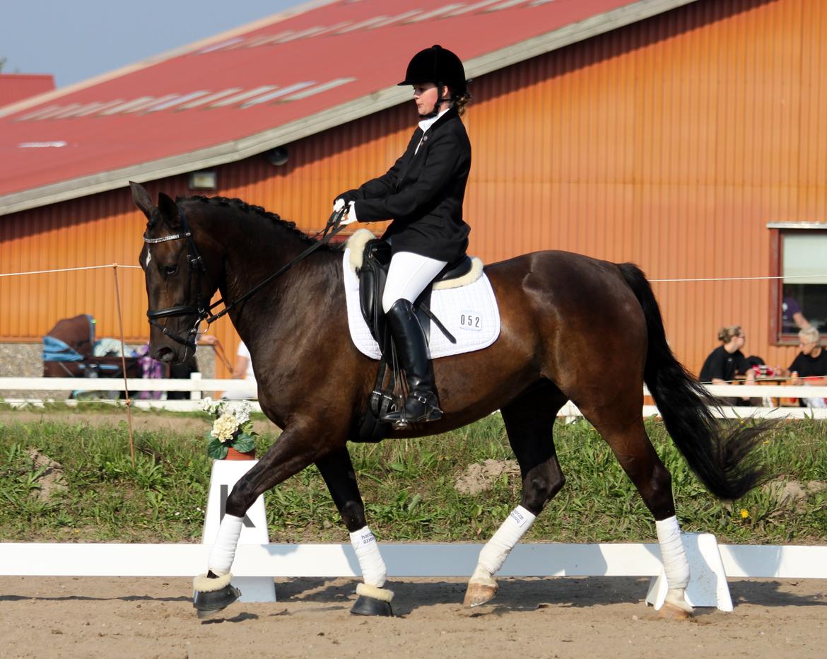 Anden særlig race New princess - Aller første stævne Broager d. 6-9-2014 LC3 billede 13