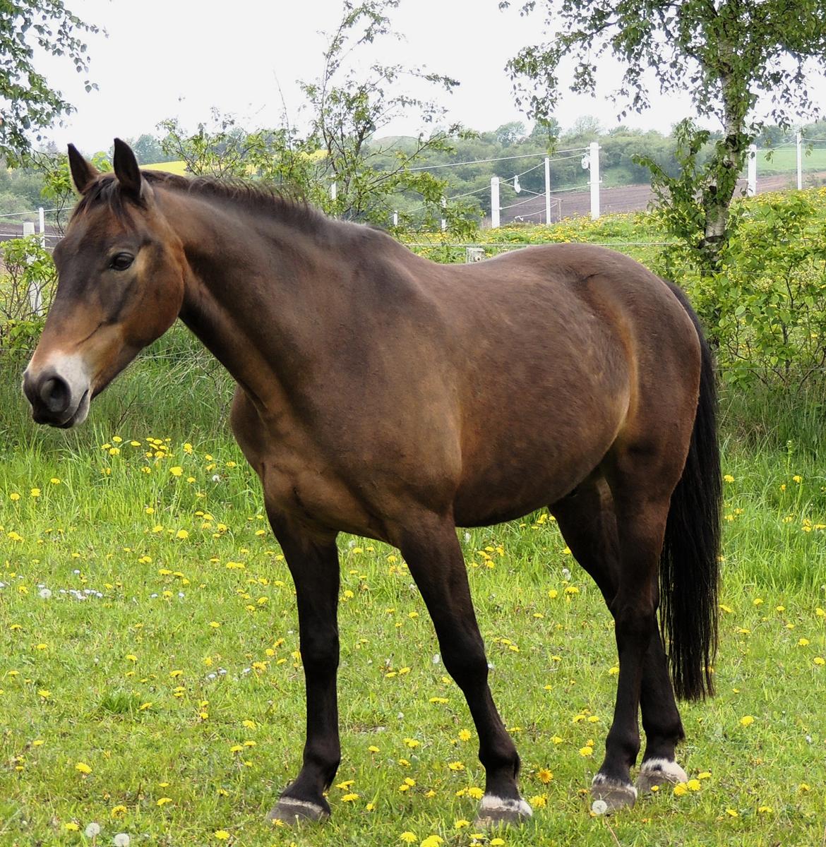 Anden særlig race Oscar - Ossie <3 - SOLGT - smukke Oscar! billede 20
