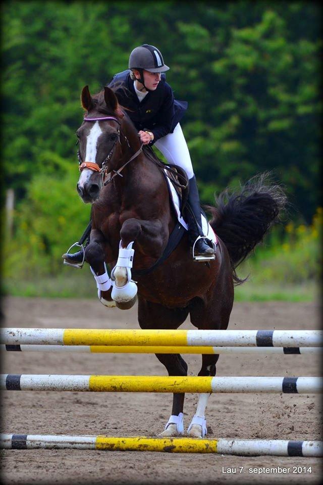 Hollandsk Varmblod Virona *Solgt ~ savnet* - Juniormesterskaberne 2014. billede 12