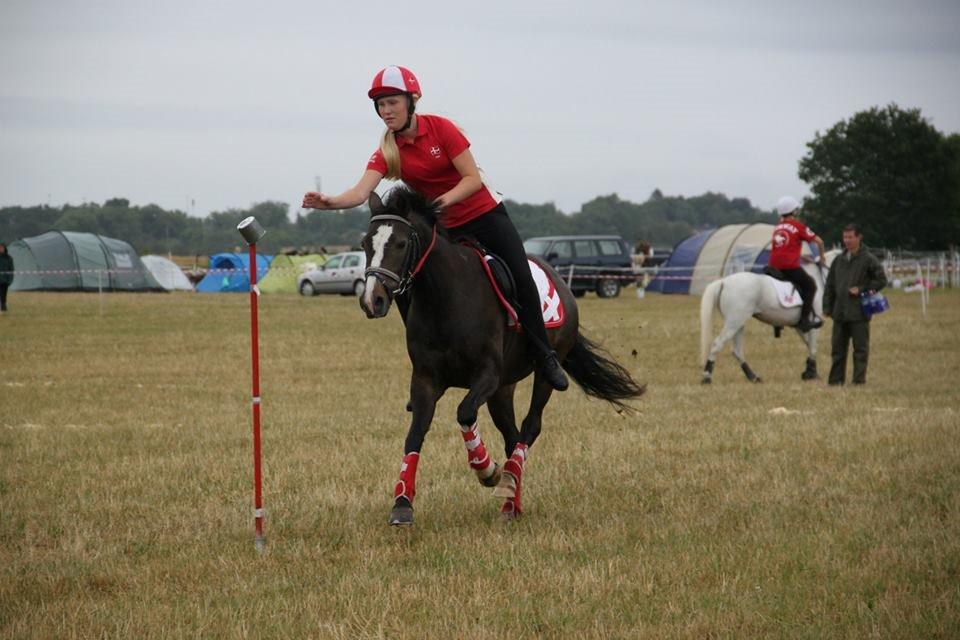 DSP Fredbo´s Image - DK pony Cup 2014 billede 3