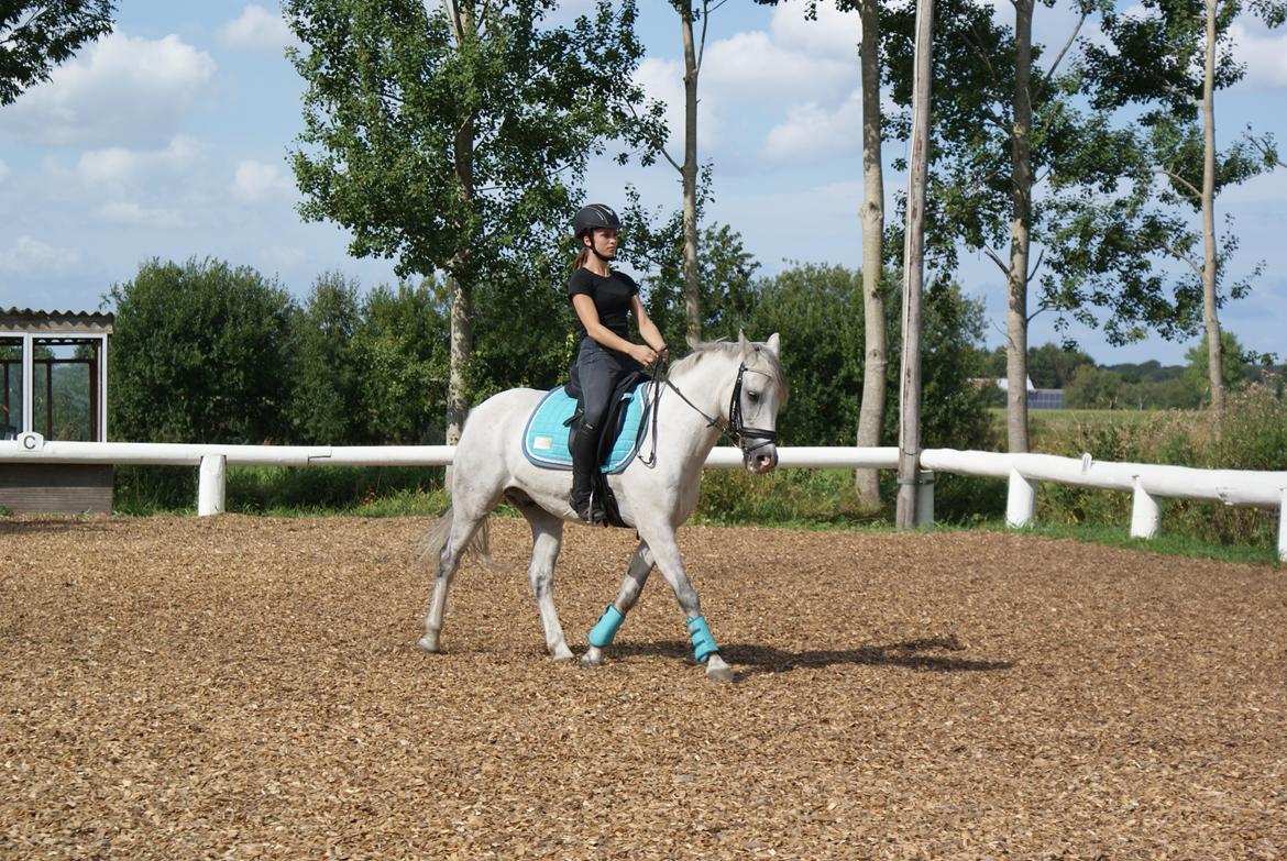 Anden særlig race Cæsar billede 14