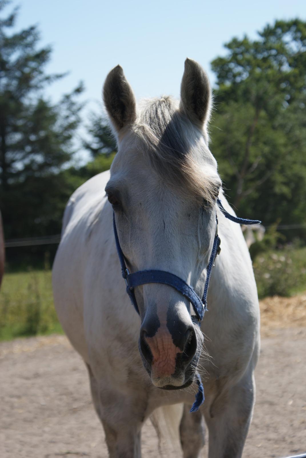 Anden særlig race Cæsar billede 17