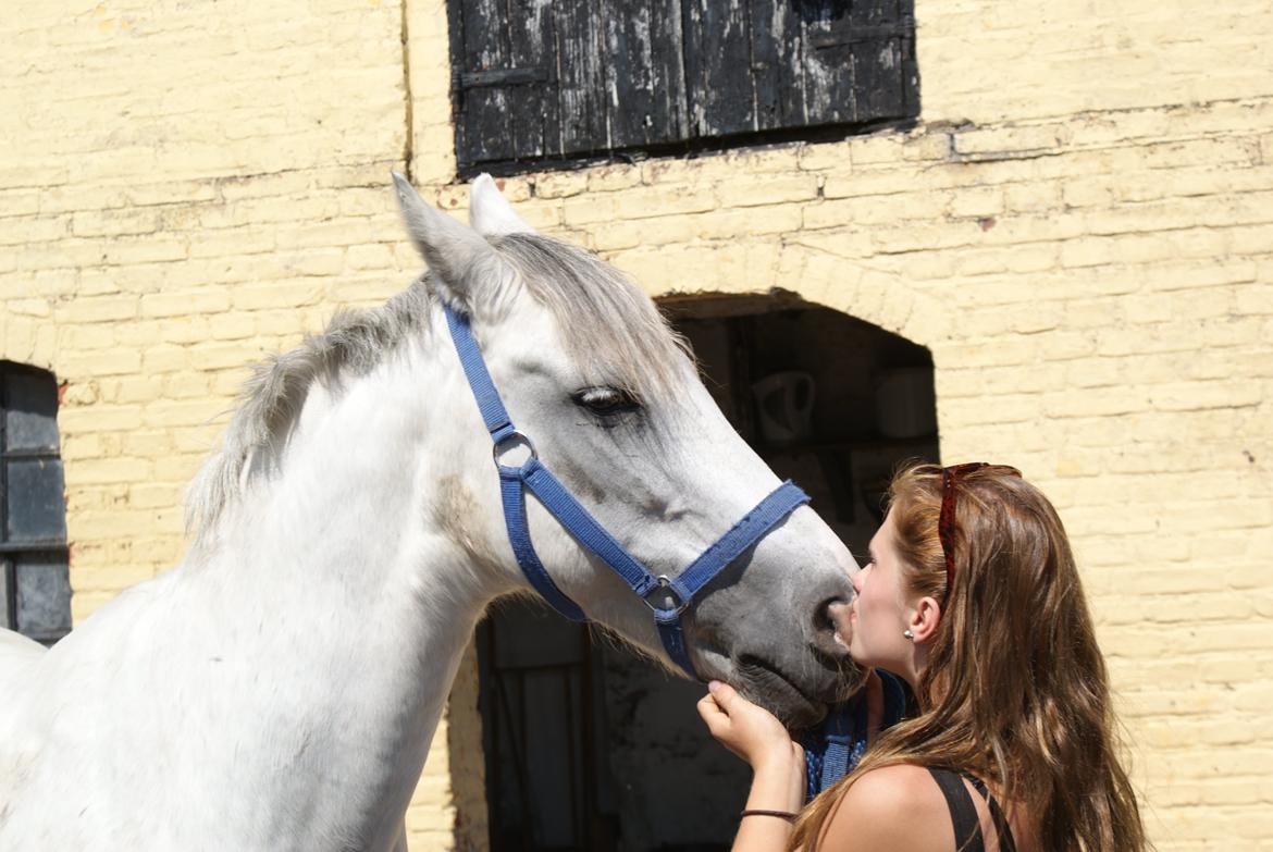 Anden særlig race Cæsar - Ridelejr 2014 billede 18