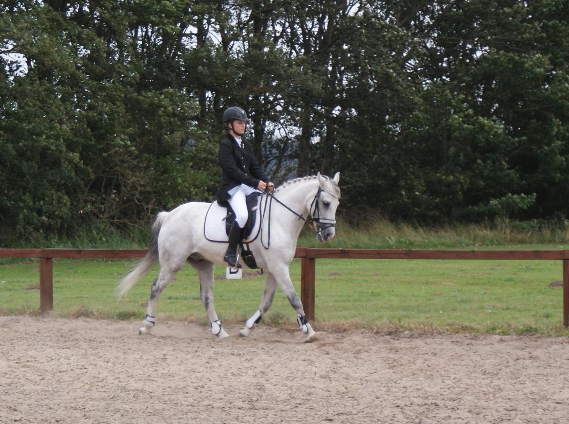 Anden særlig race Cæsar - Vores sidste stævne sammen. Sommer 2014 billede 19