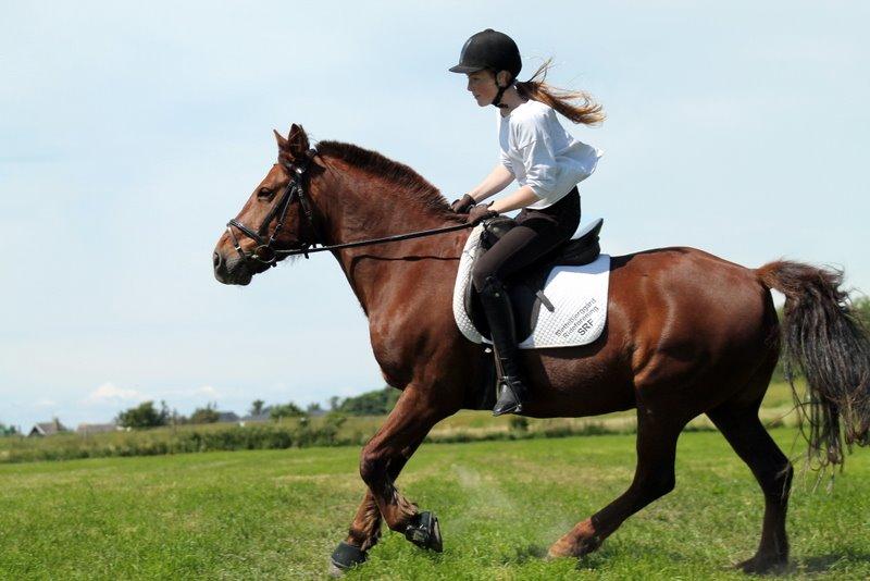 Connemara Quiva <3 - Galoptur på marken er noget vi begge elsker! - Juni 2014 billede 40