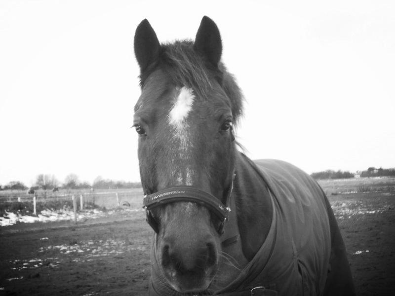 Connemara Quiva <3 - Altså bare et af de første og sødeste billeder jeg har af ham <3 - Efterår 2012 billede 20