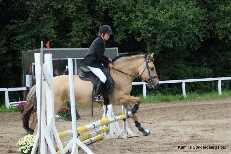 Fjordhest Alfa A guren (rideskole hest) - til springstævne<3 billede 15