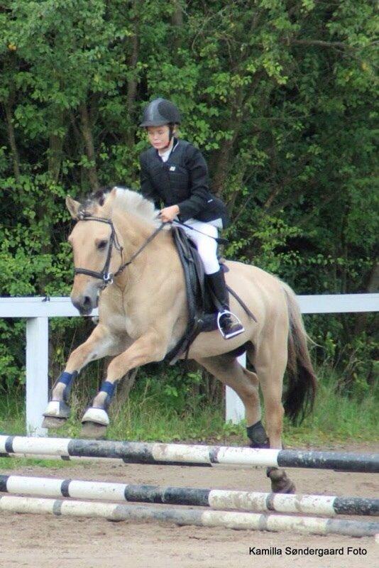 Fjordhest Alfa A guren (rideskole hest) - til springstævne<3 billede 14