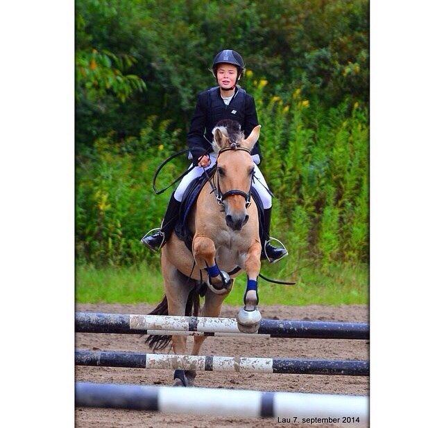 Fjordhest Alfa A guren (rideskole hest) - til springstævne<3 billede 16