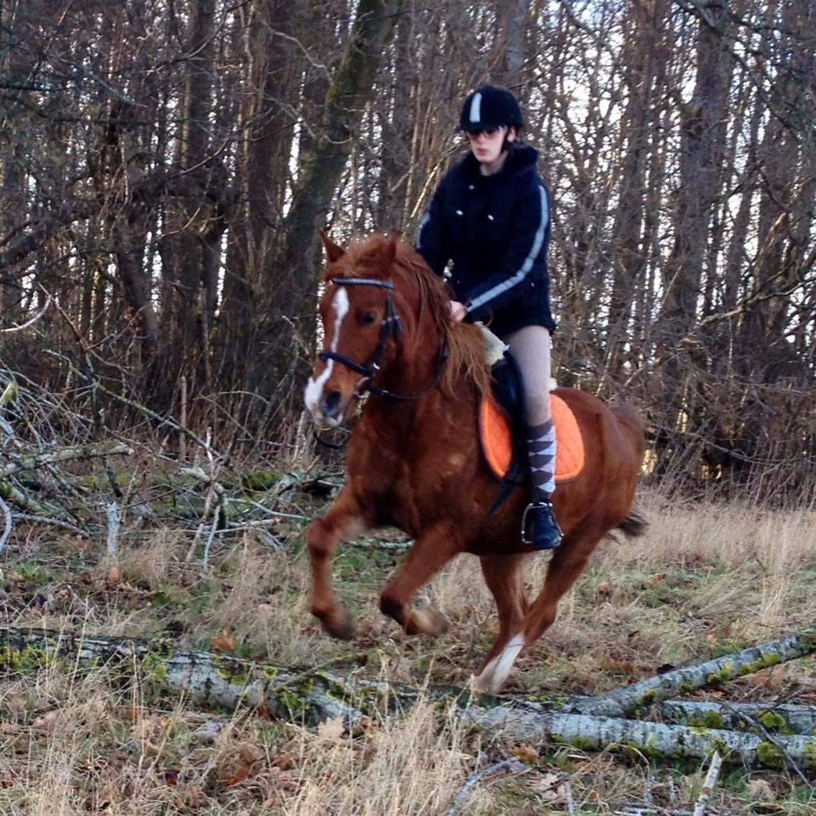 Anden særlig race Lady rose billede 4