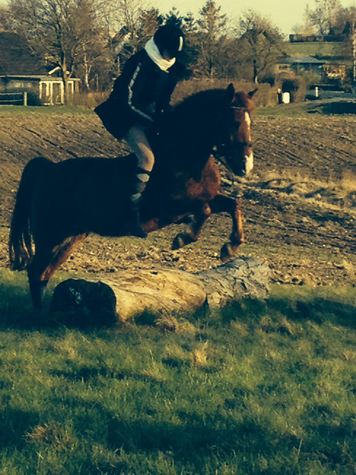 Anden særlig race Lady rose billede 5