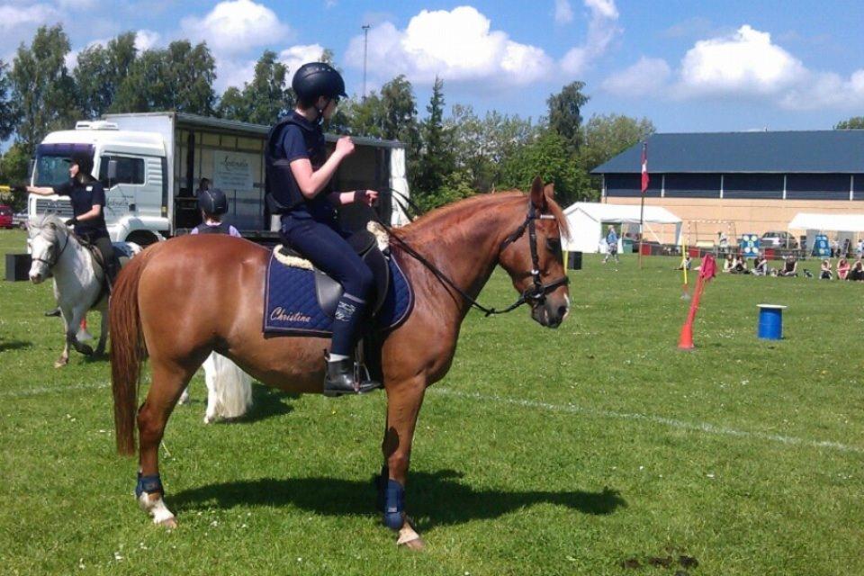 Anden særlig race Lady rose billede 7