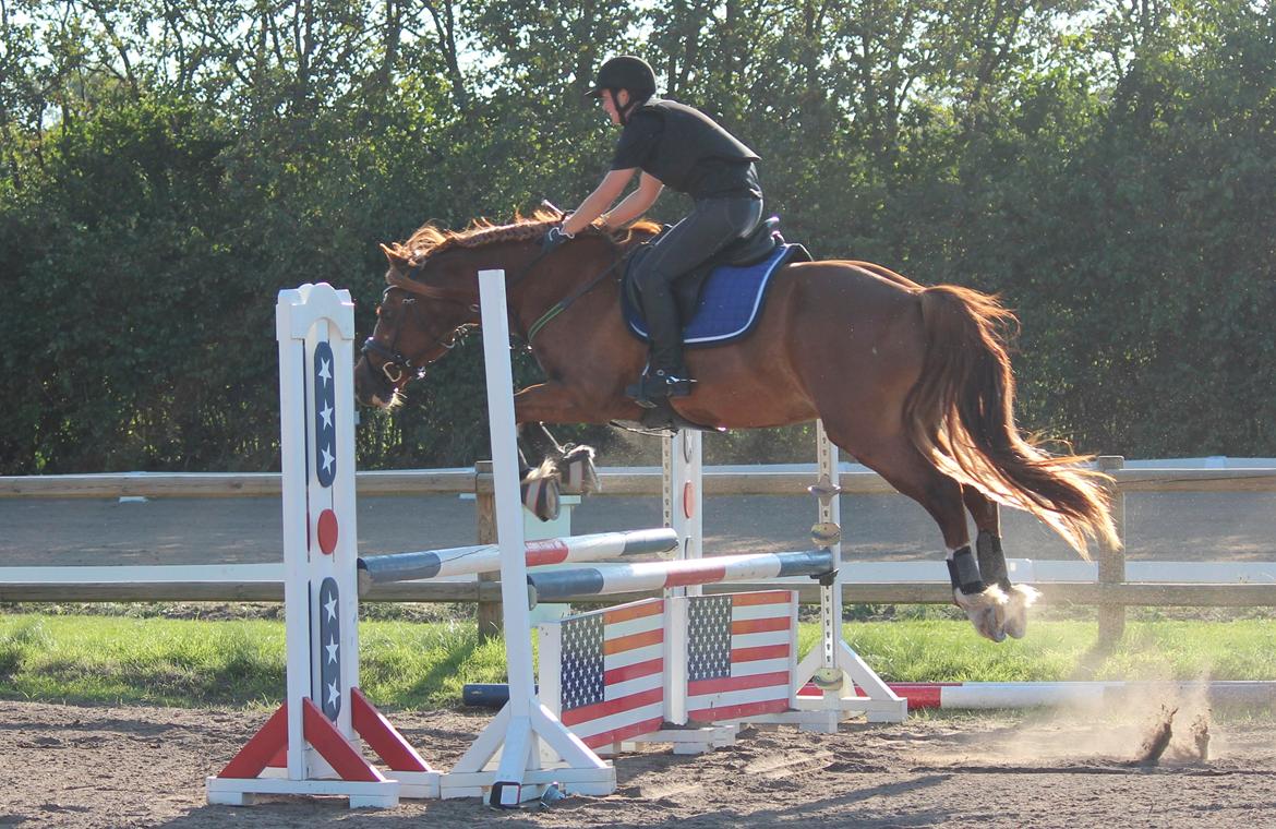 Welsh Cob (sec D) Valhallas Lord Matrafal billede 46