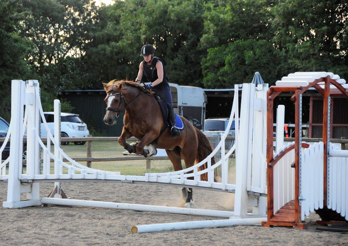 Welsh Cob (sec D) Valhallas Lord Matrafal billede 50