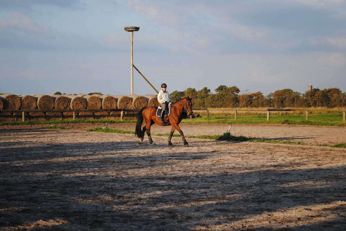 Dansk Varmblod Kashmir af Karlsminde (min mors) billede 3