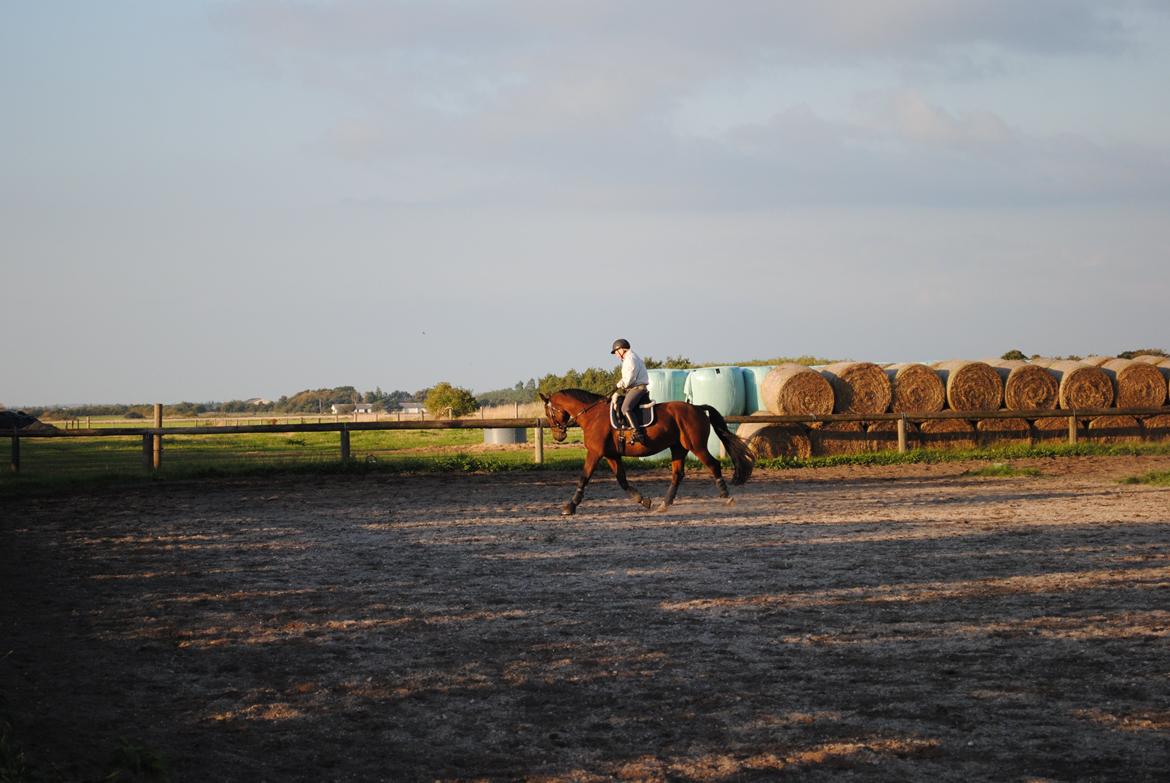 Dansk Varmblod Kashmir af Karlsminde (min mors) billede 4
