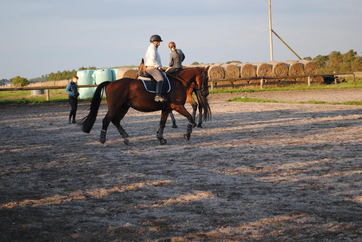 Dansk Varmblod Kashmir af Karlsminde (min mors) billede 8