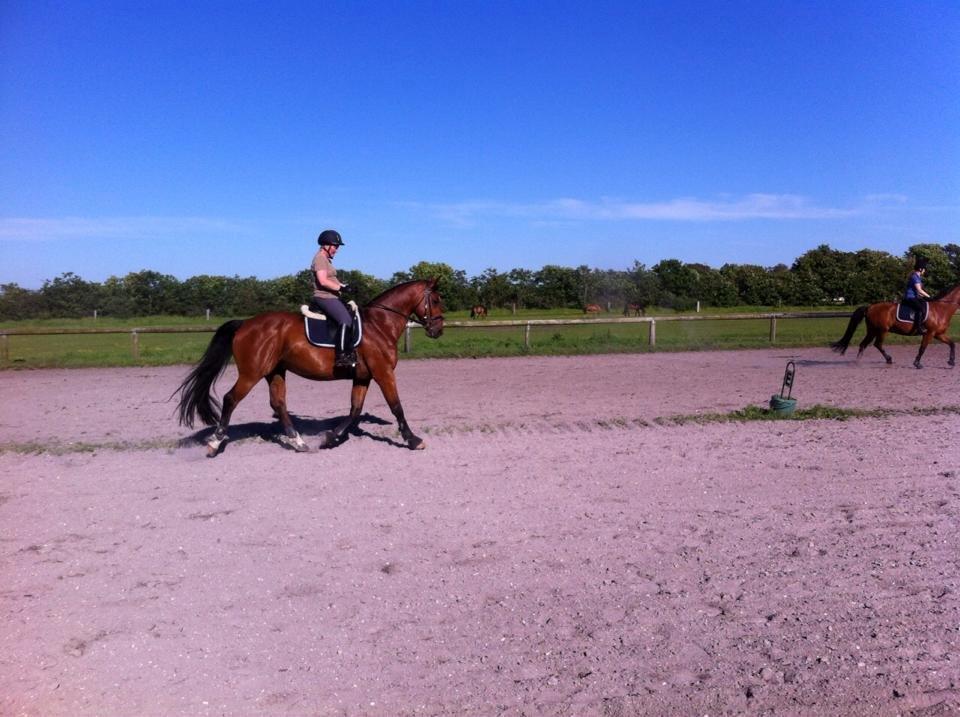 Dansk Varmblod Kashmir af Karlsminde (min mors) billede 9